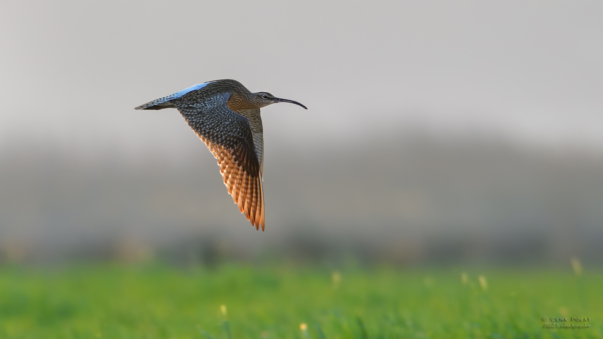 Whimbrel